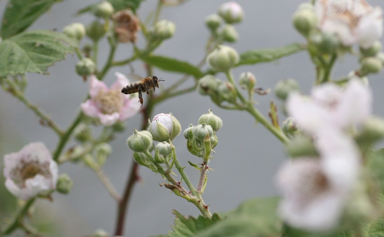 bee flowers pollen free photo