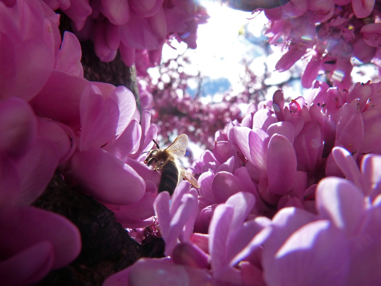 bee judas-tree pink flowers free photo