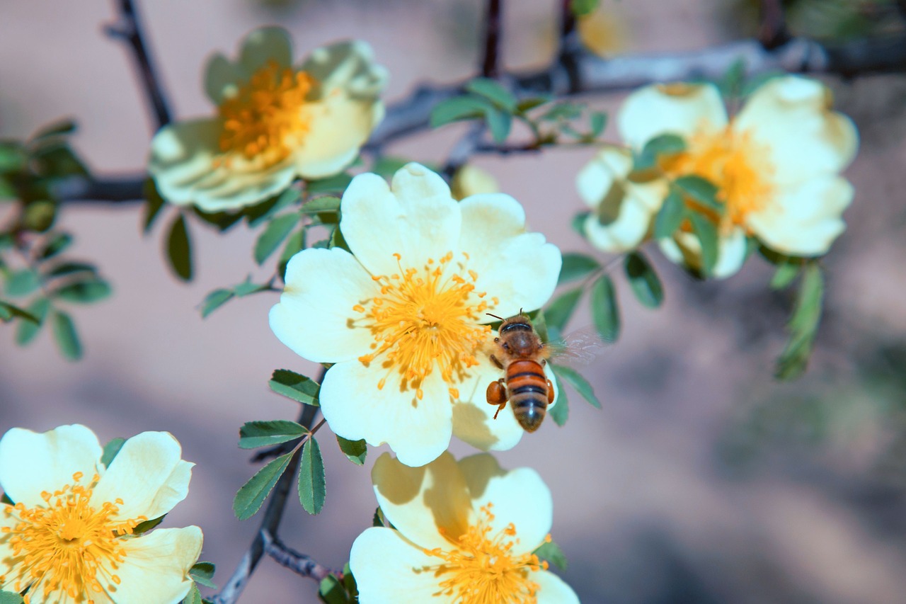 bee pollination pollen free photo