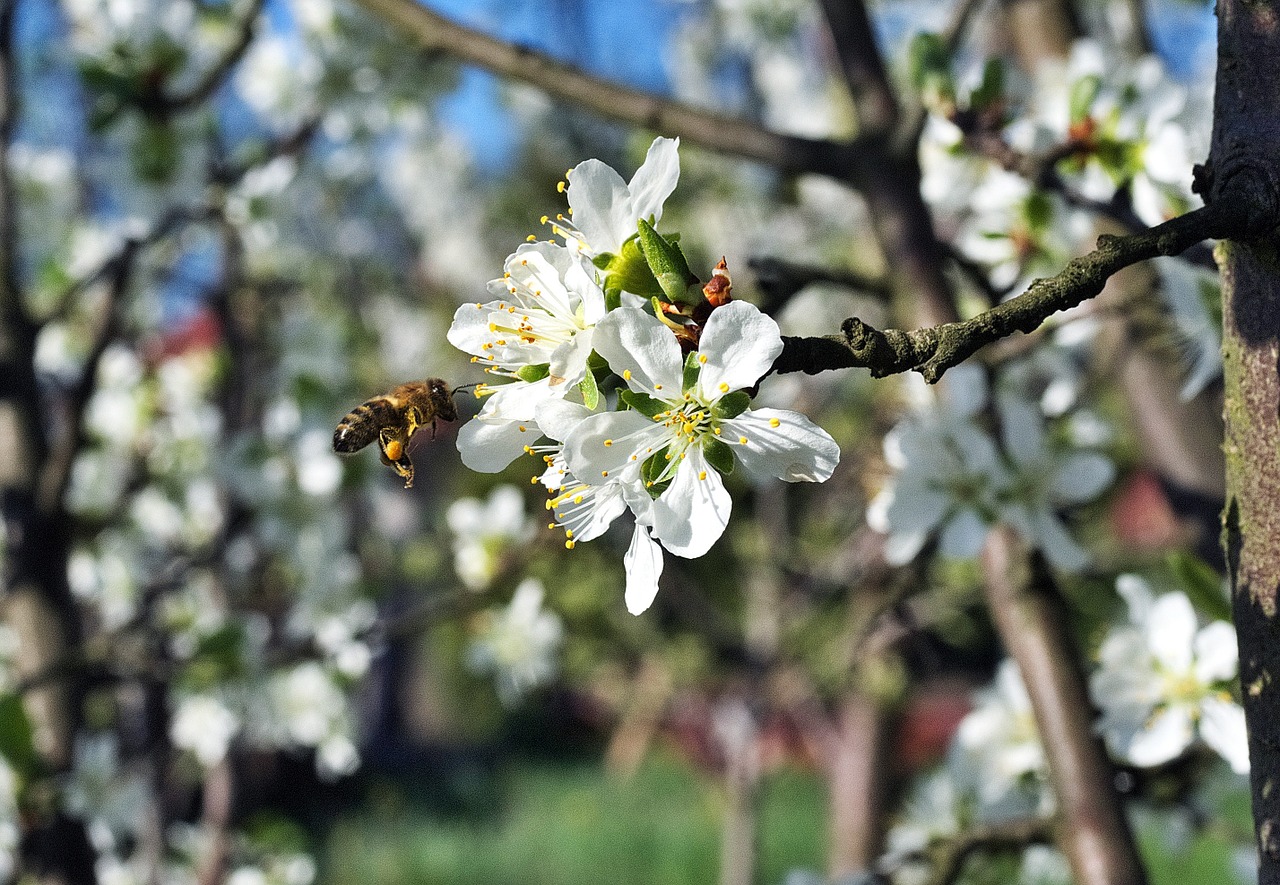 bee pollination flower free photo