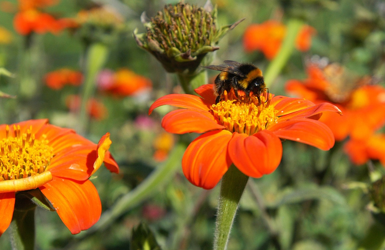 bee flower nature free photo