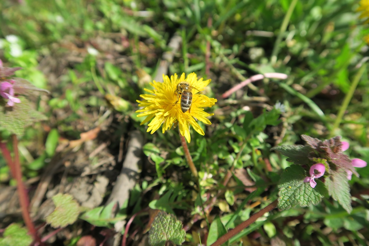 bee dandelion meadow free photo