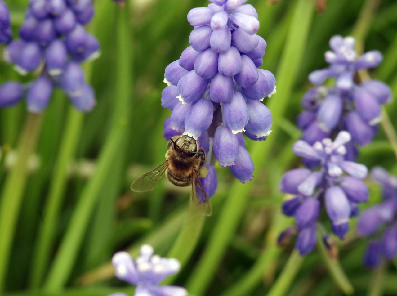 bee pollinate pollen free photo