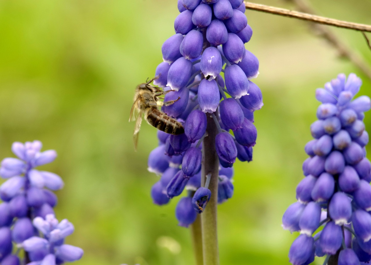 bee pollinate pollen free photo