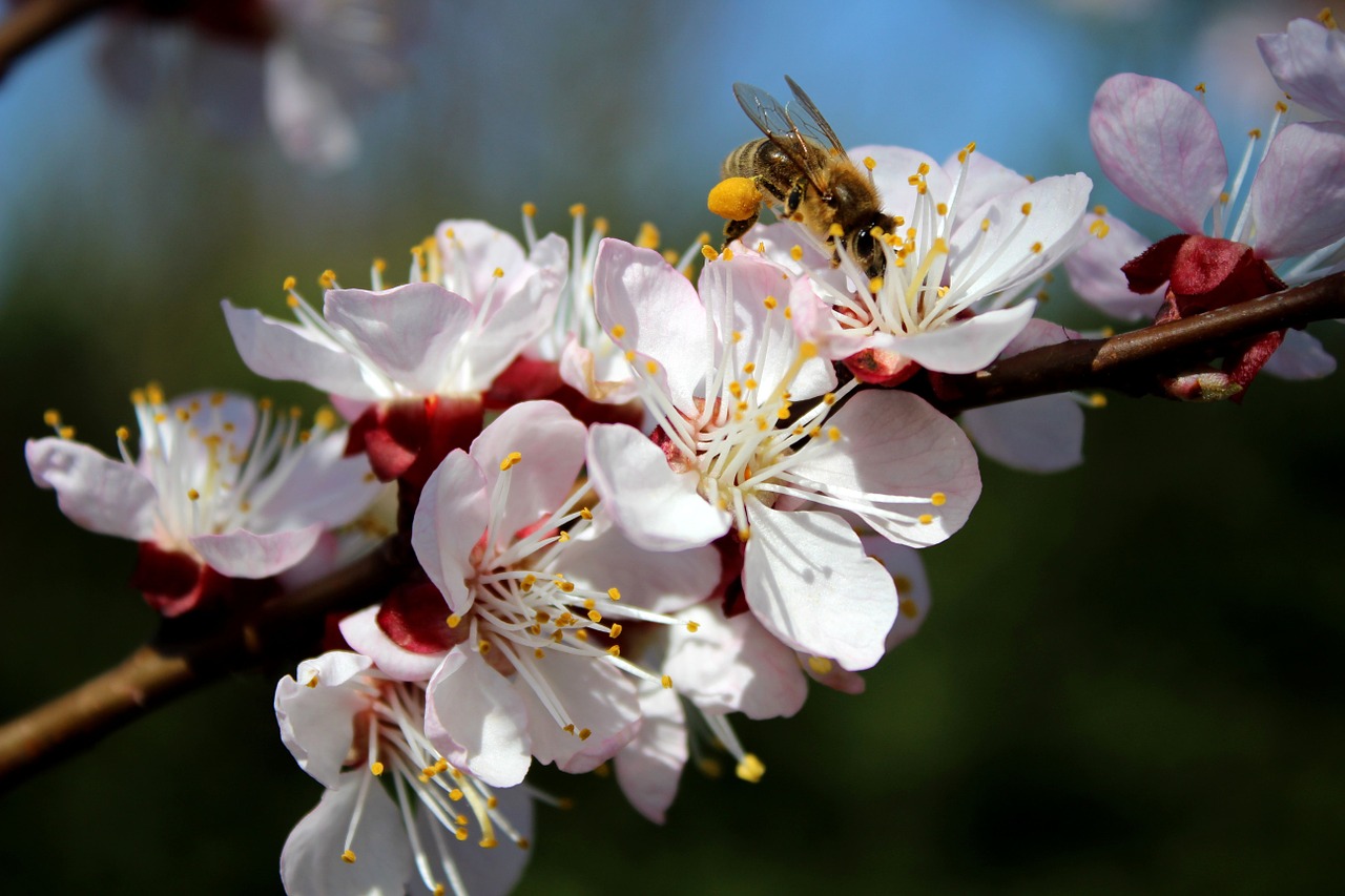 bee diligent garden free photo