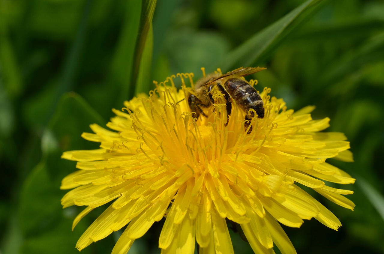 bee dandelion spring free photo