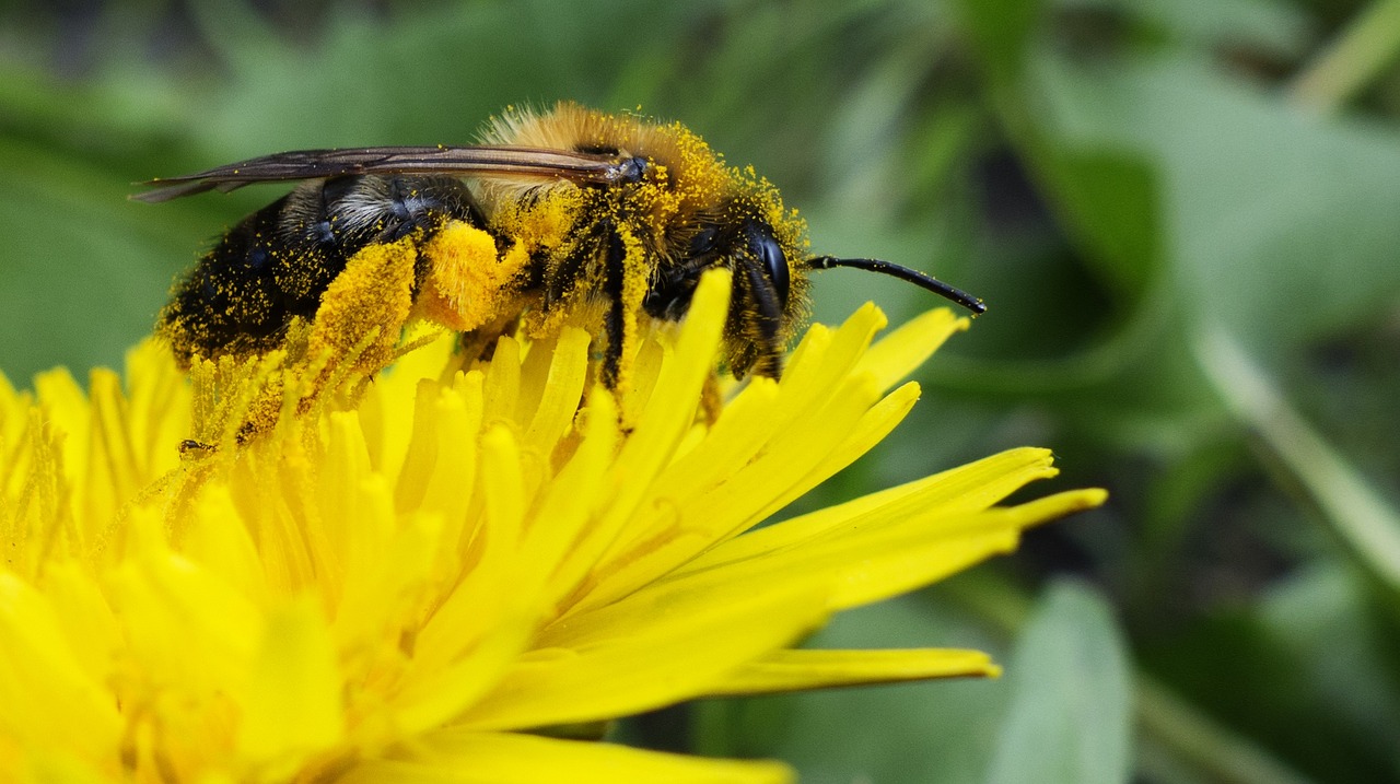 bee pollen nectar free photo