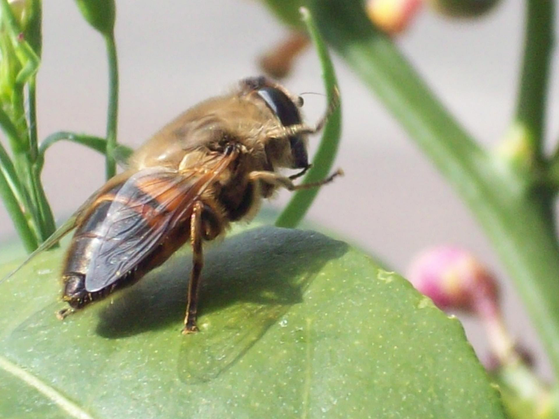 bee nature insect free photo