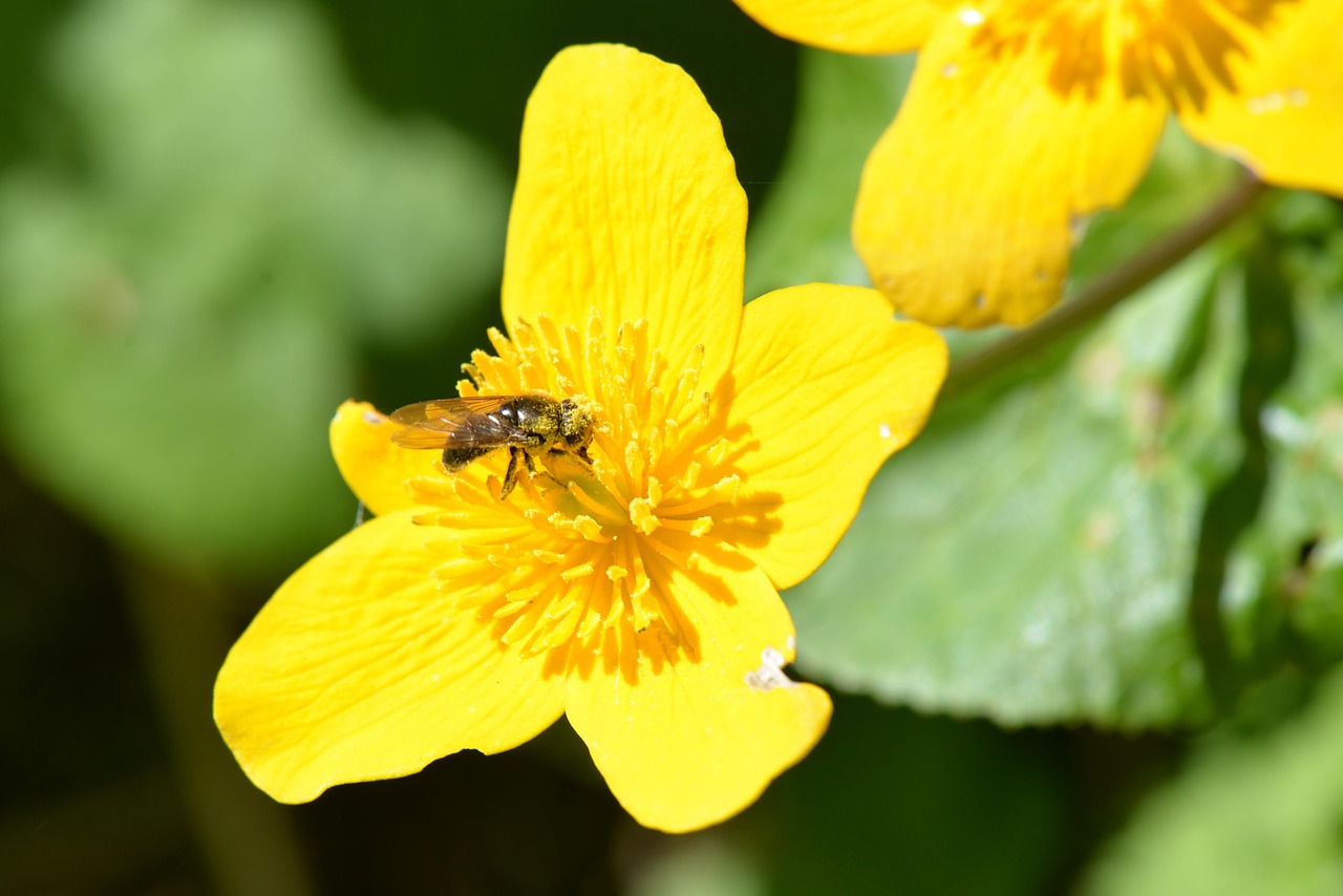 bee pollen caltha palustris free photo