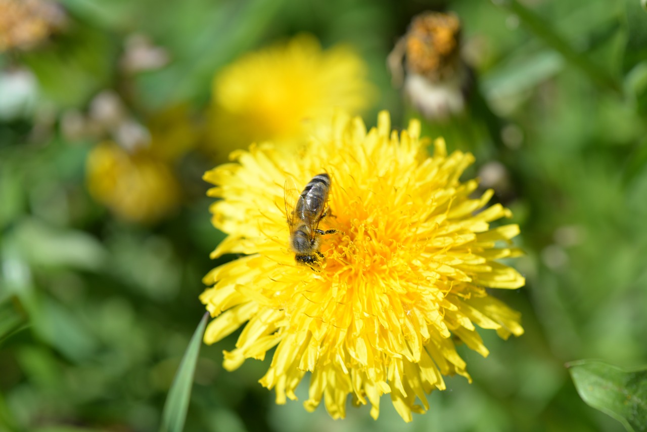 bee pollen dandelion free photo