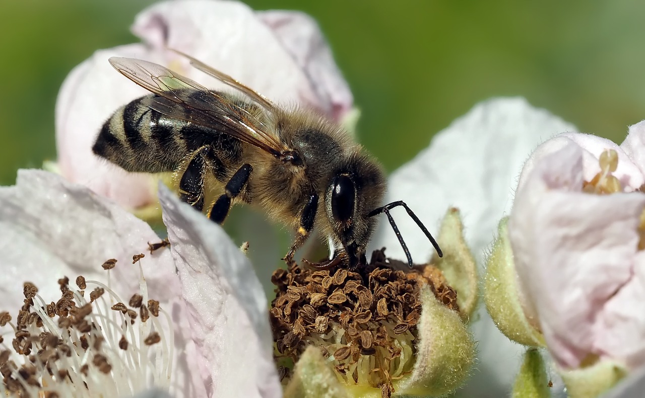 insect plant nature free photo