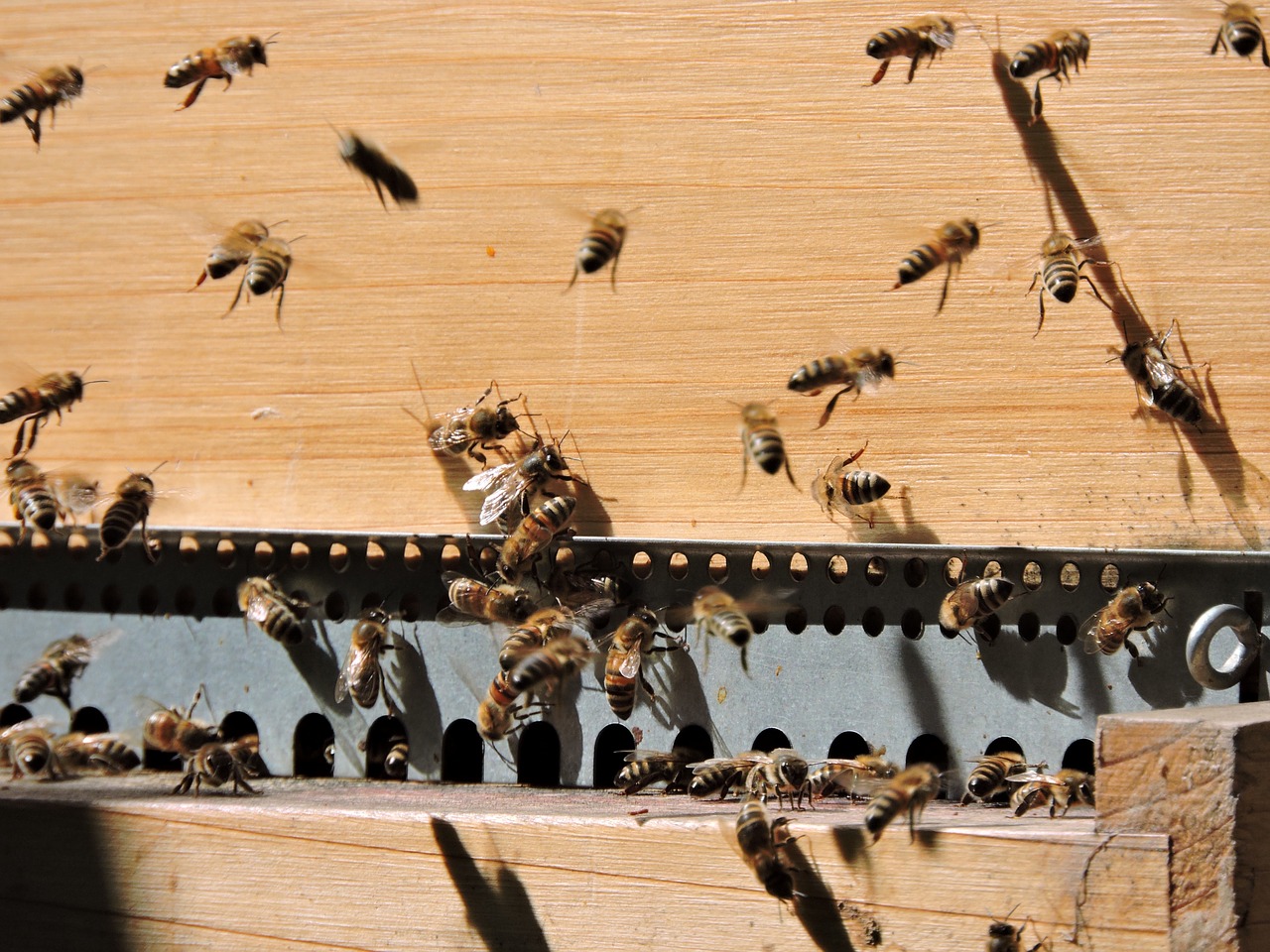 bee honey bee apis mellifera free photo