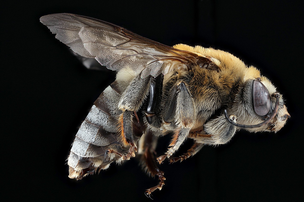 bee pollen macro free photo