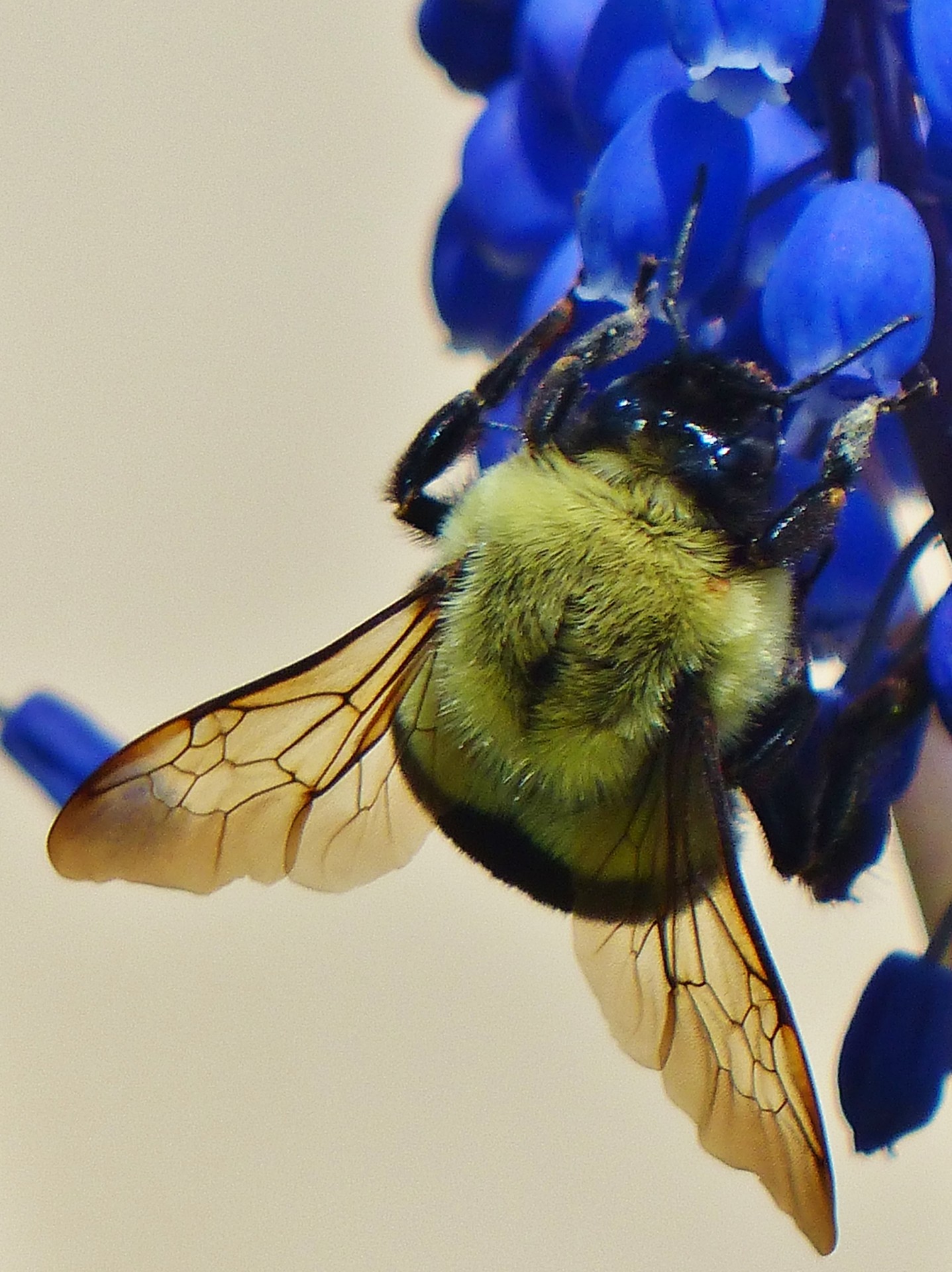 bee bug fly free photo