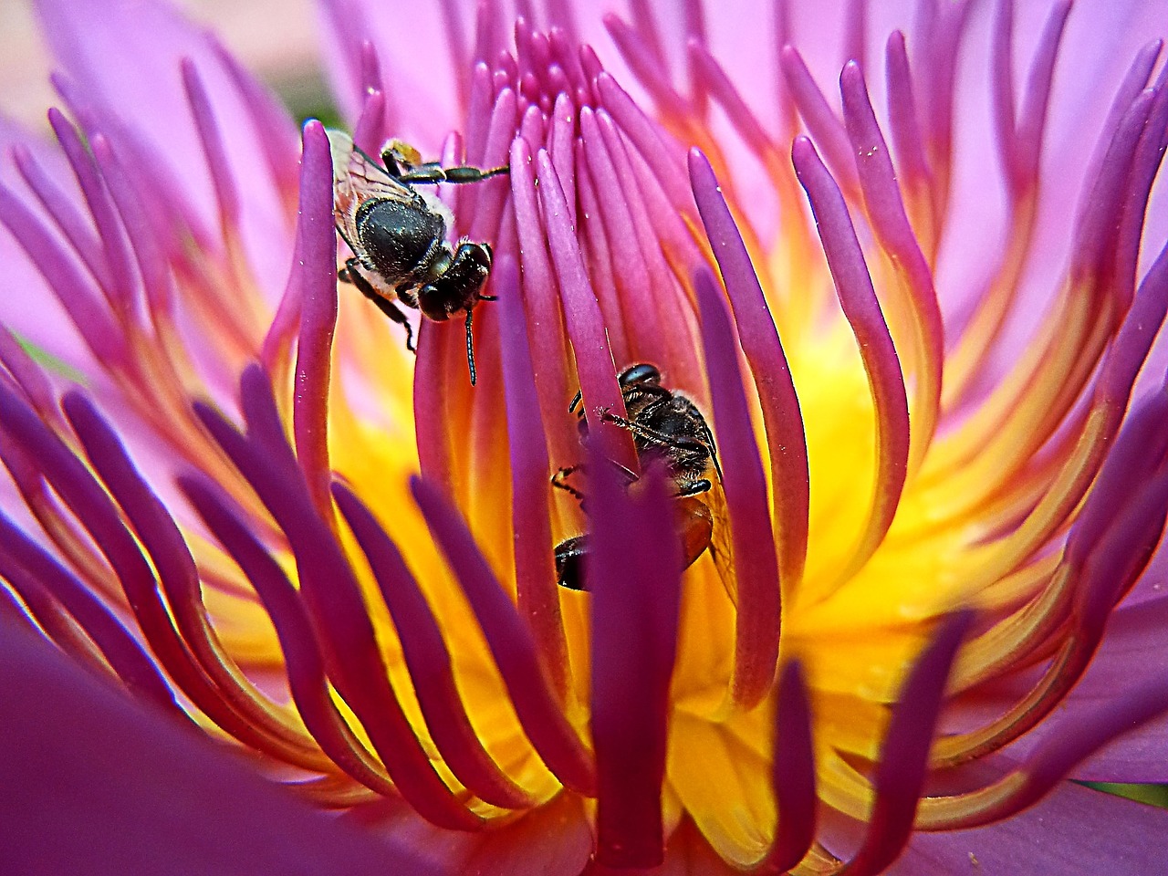 bee lotus gregory sonbua free photo