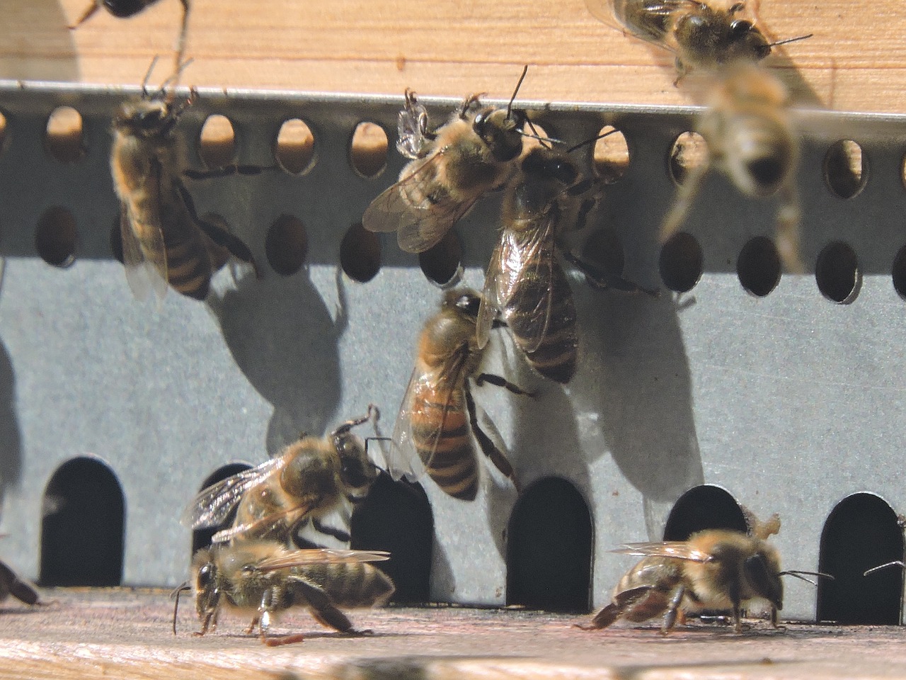 bee honey bee apis mellifera free photo