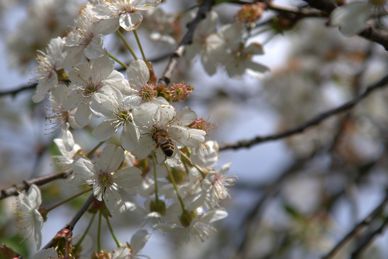 bee fruit tree cherry free photo