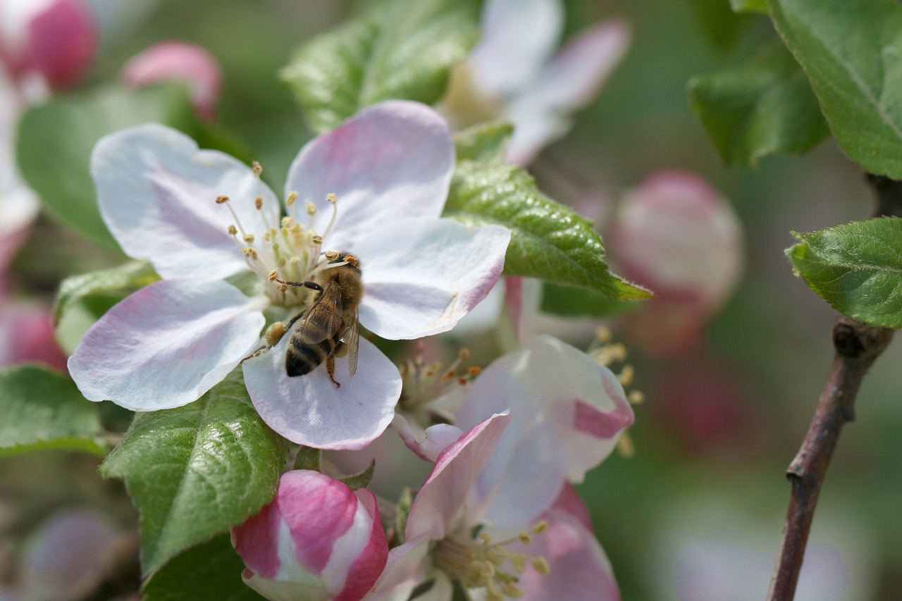 bee apple pollination free photo
