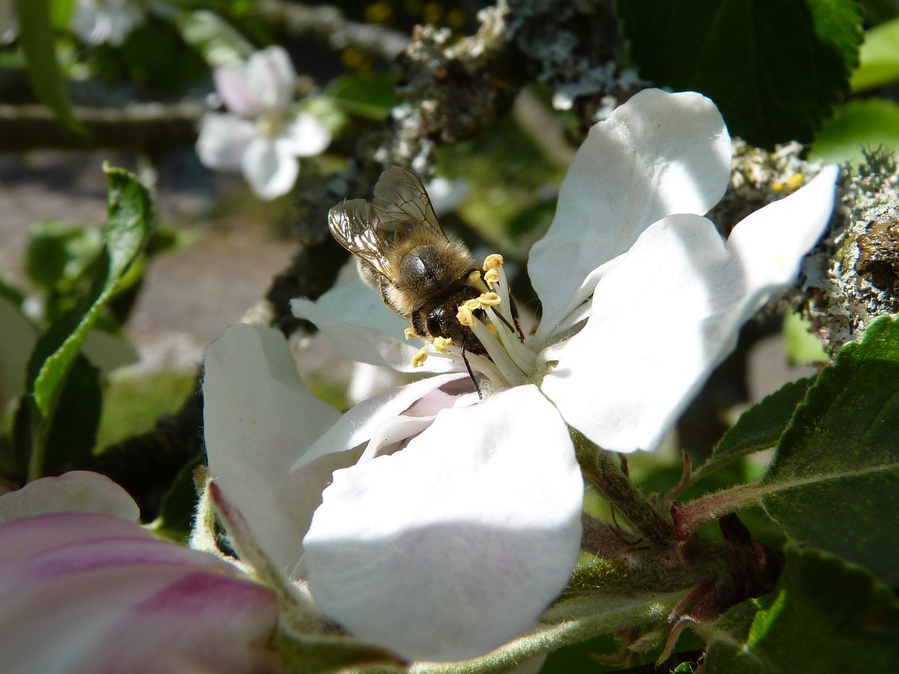 bee apple blossom apple free photo