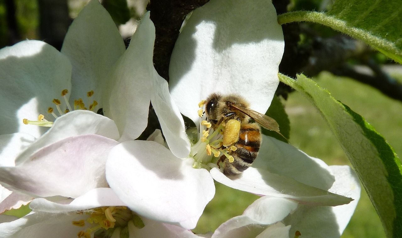 bee pollen legs free photo
