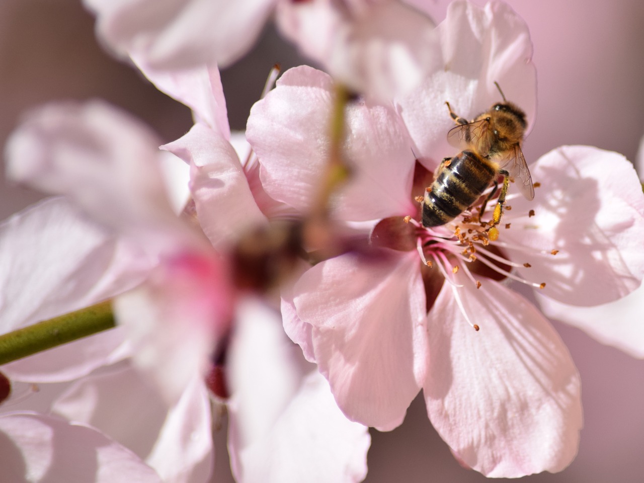 bee flower spring free photo