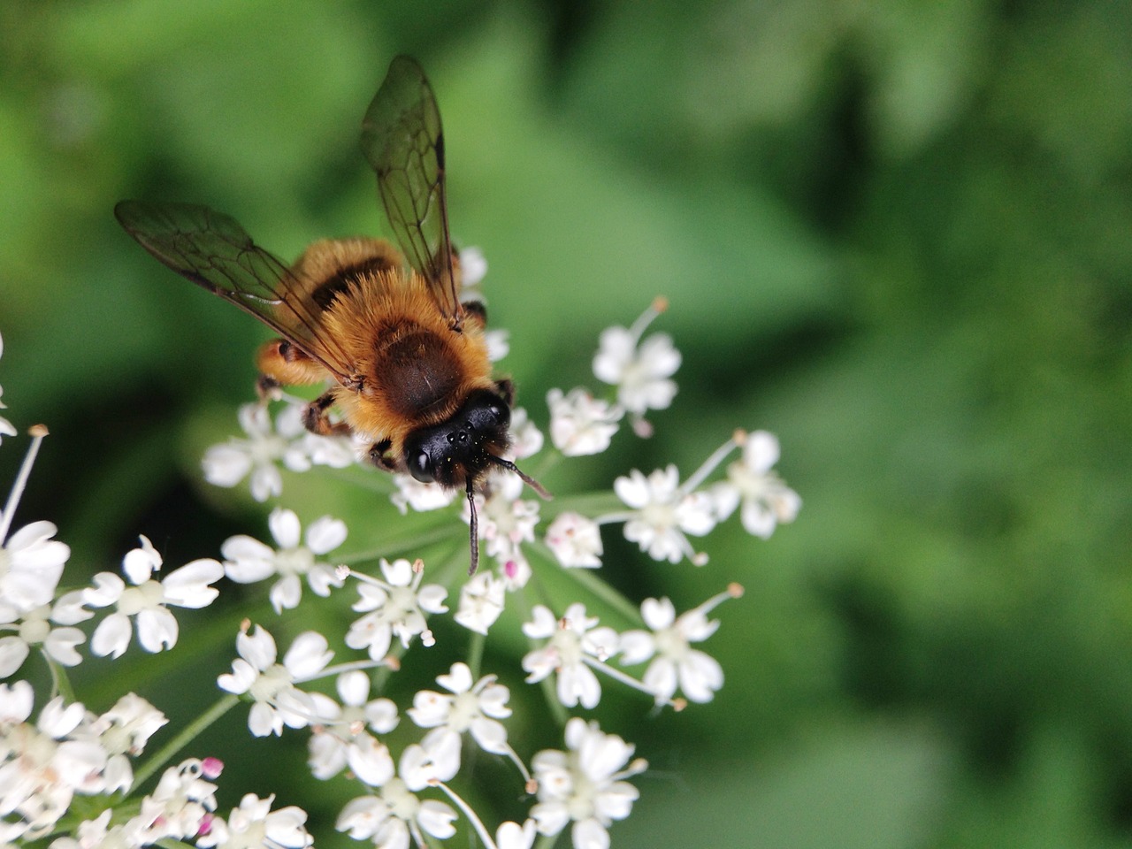 bee flowers nature free photo