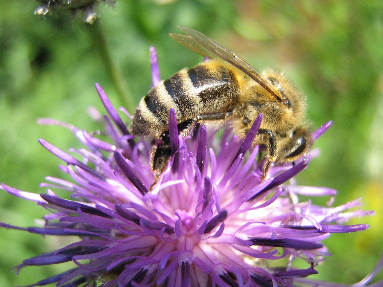 bee blossom bloom free photo