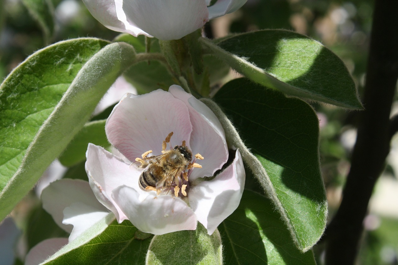 bee quince blossom free photo