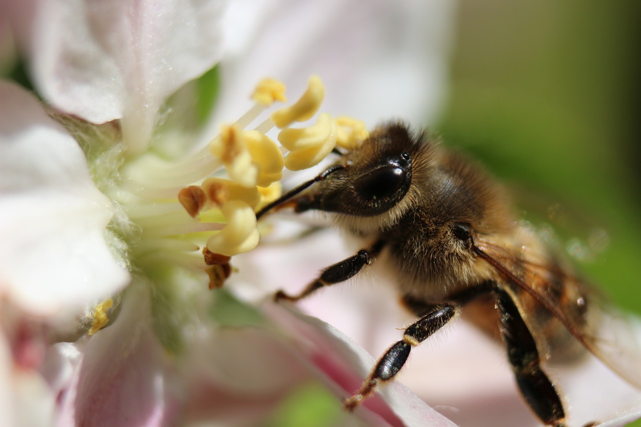 bee cherry blossom blossom free photo