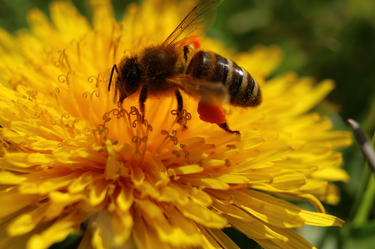 bee blossom bloom free photo