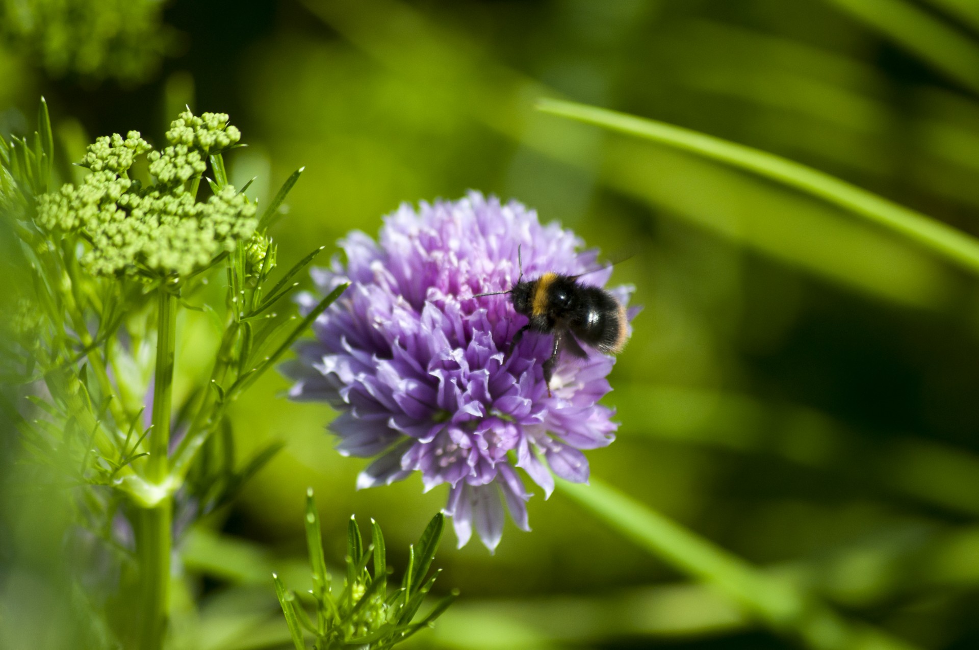 bee insect flower free photo