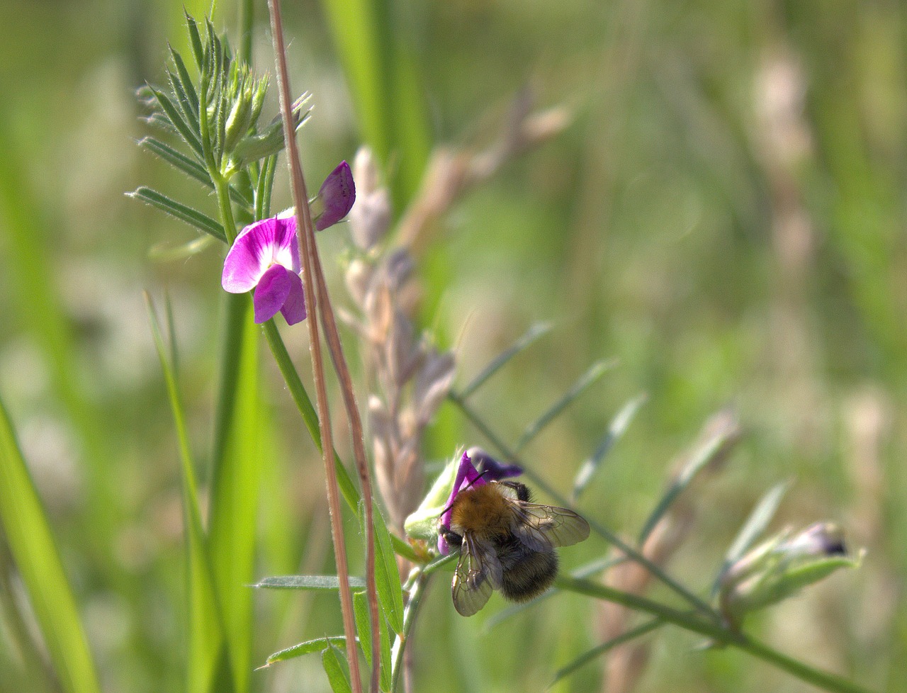 bee blossom bloom free photo