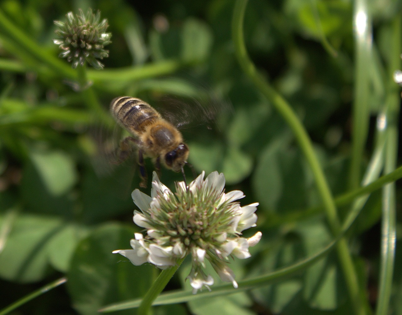 bee flower insect free photo