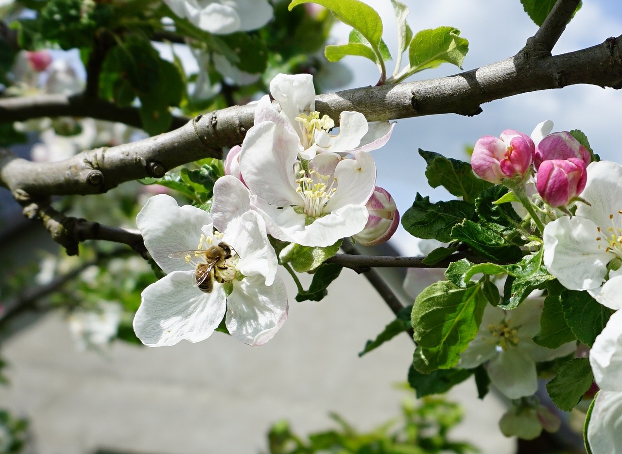bee apple blossom blossom free photo