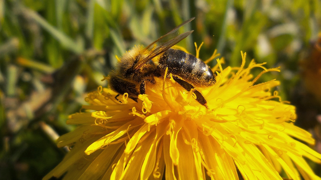 bee hardworking pameliška free photo