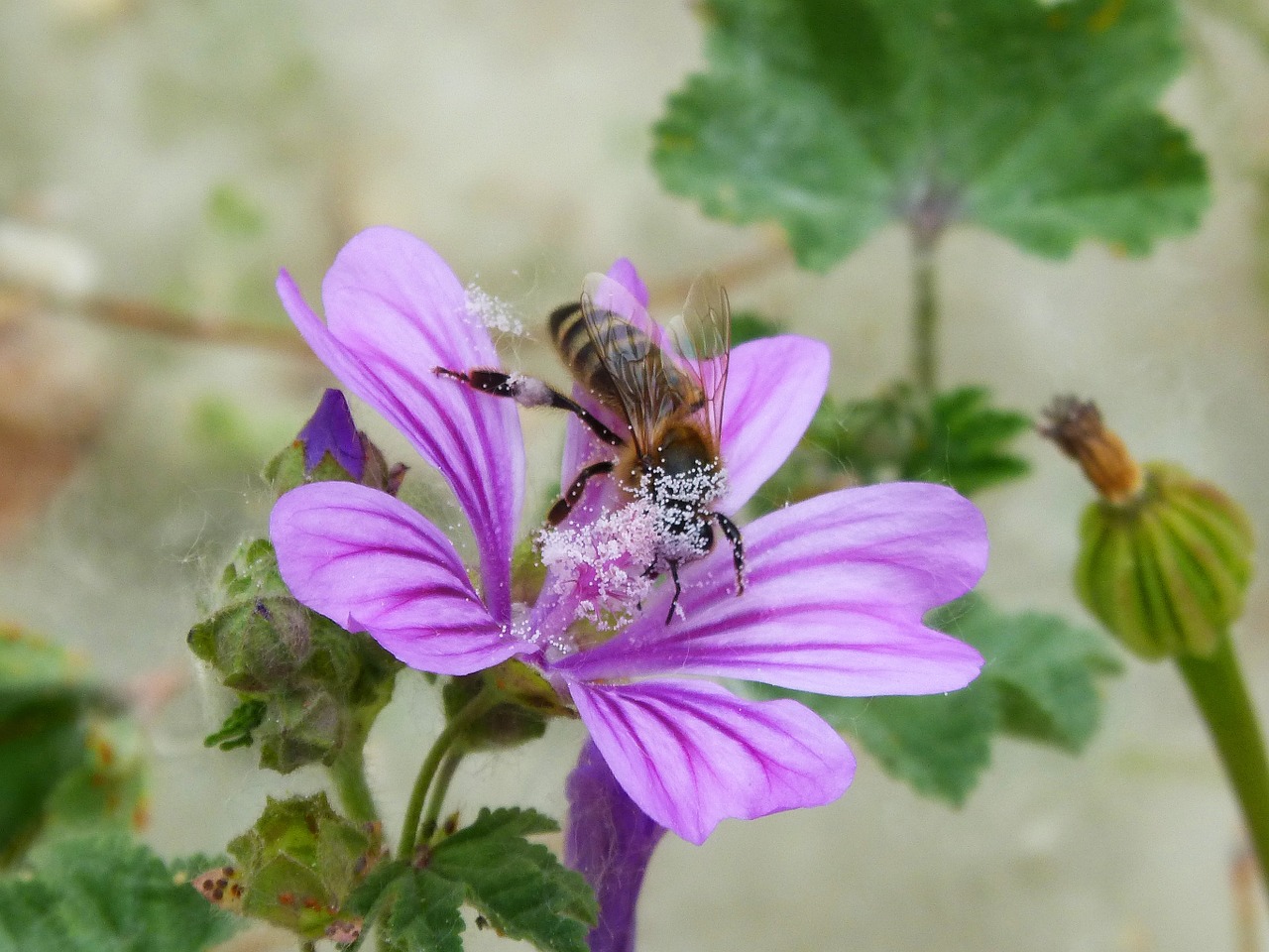 bee pollen pollinate free photo