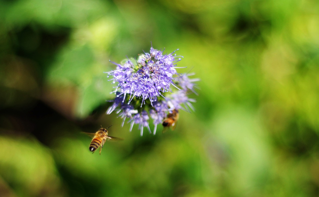 bee flower blur free photo