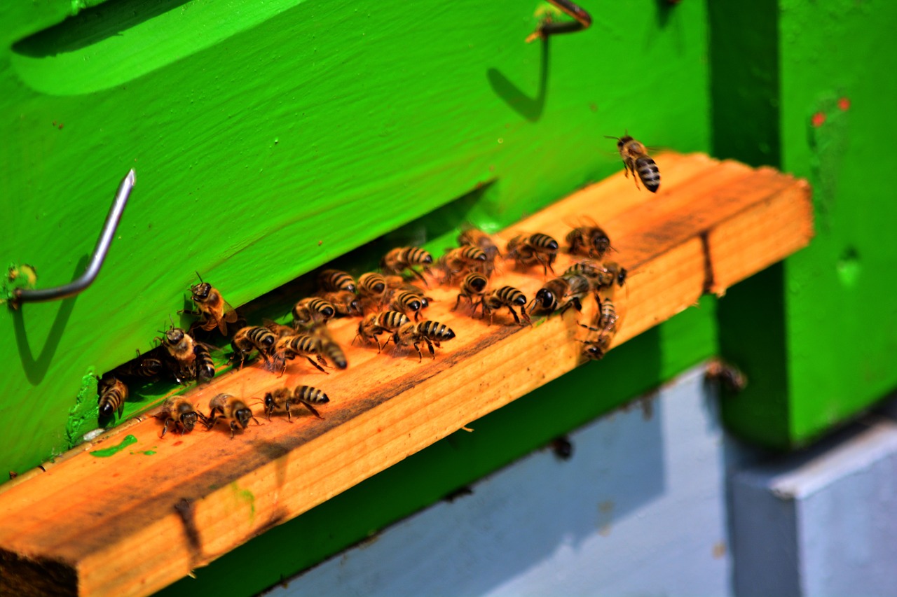 bee bees honey bee free photo