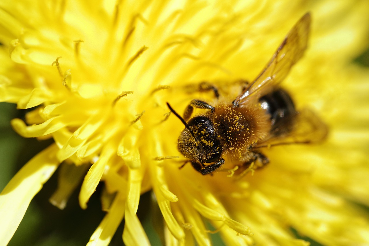 bee dandelion yellow free photo