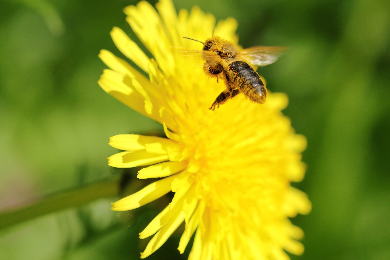 bee flight dandelion free photo