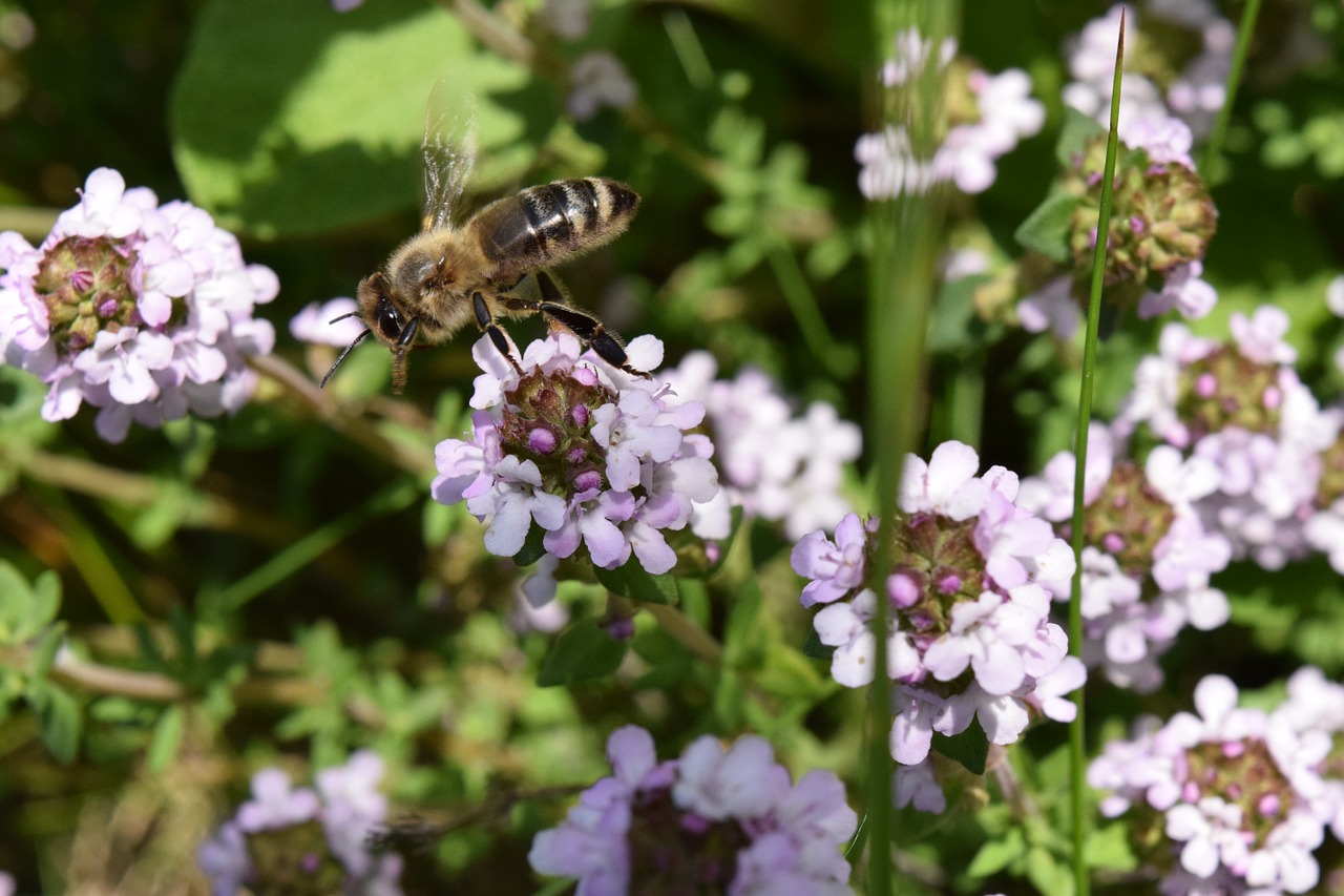 bee fly flying bee free photo