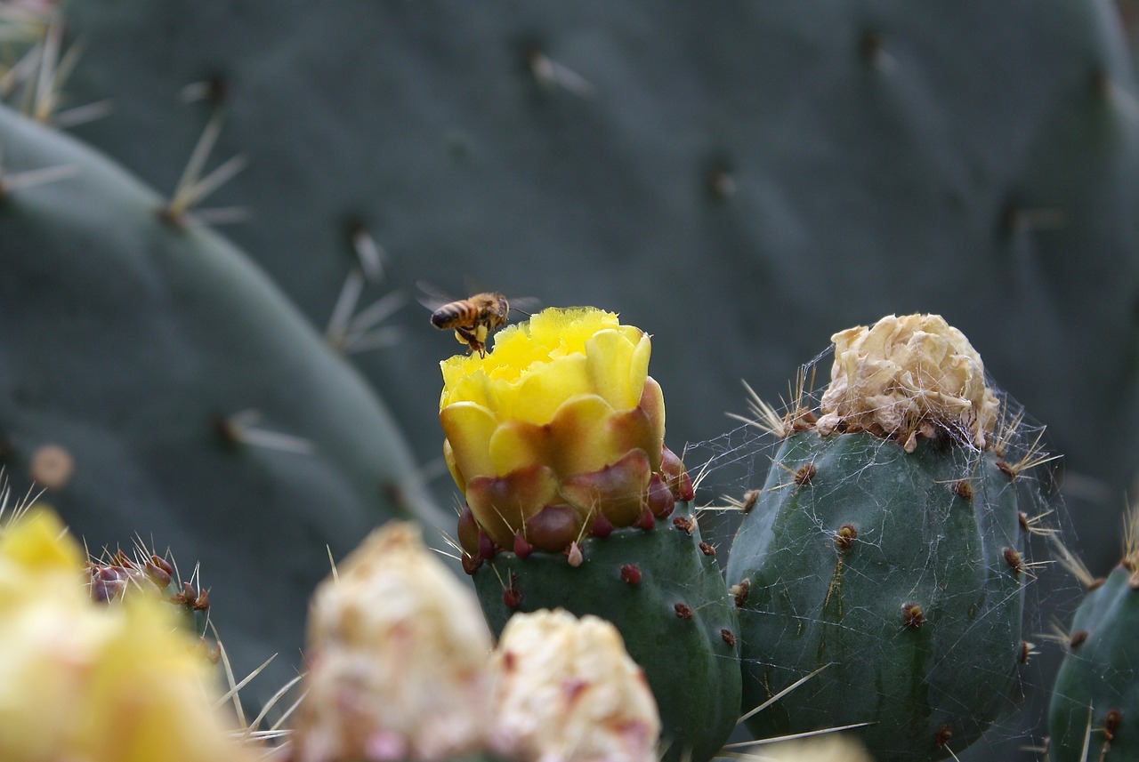 bee cactus botanical free photo