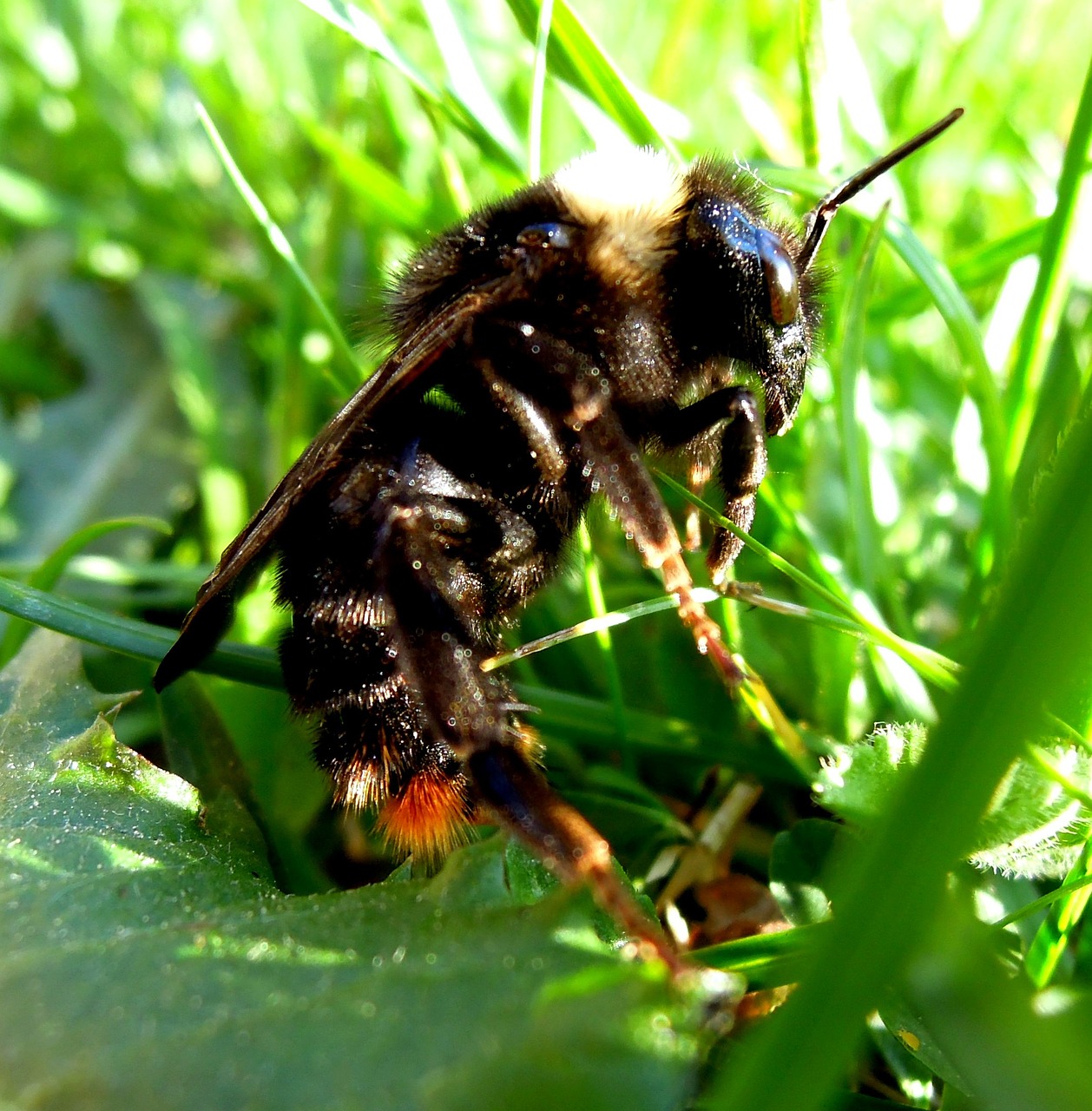 bee wasp insect free photo