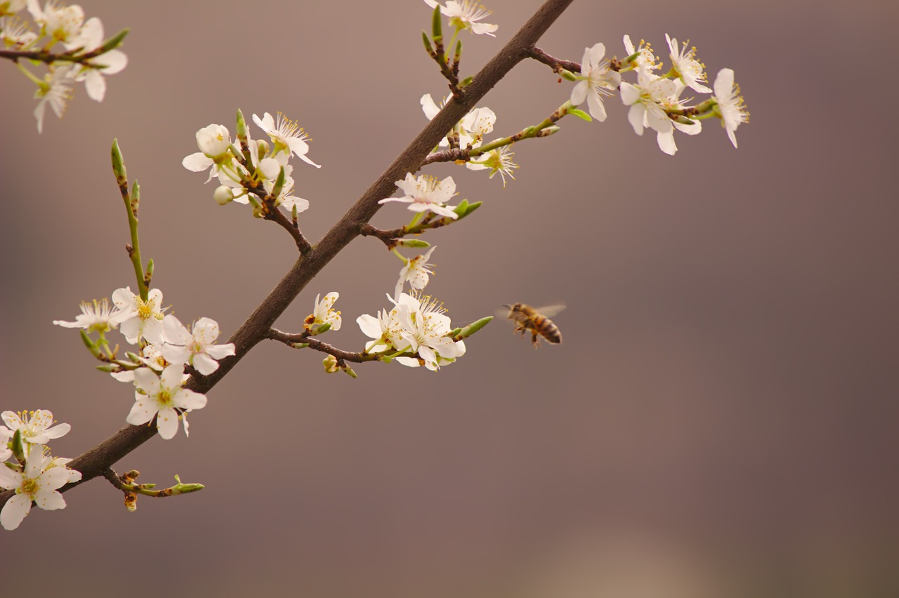 bee nature spring free photo