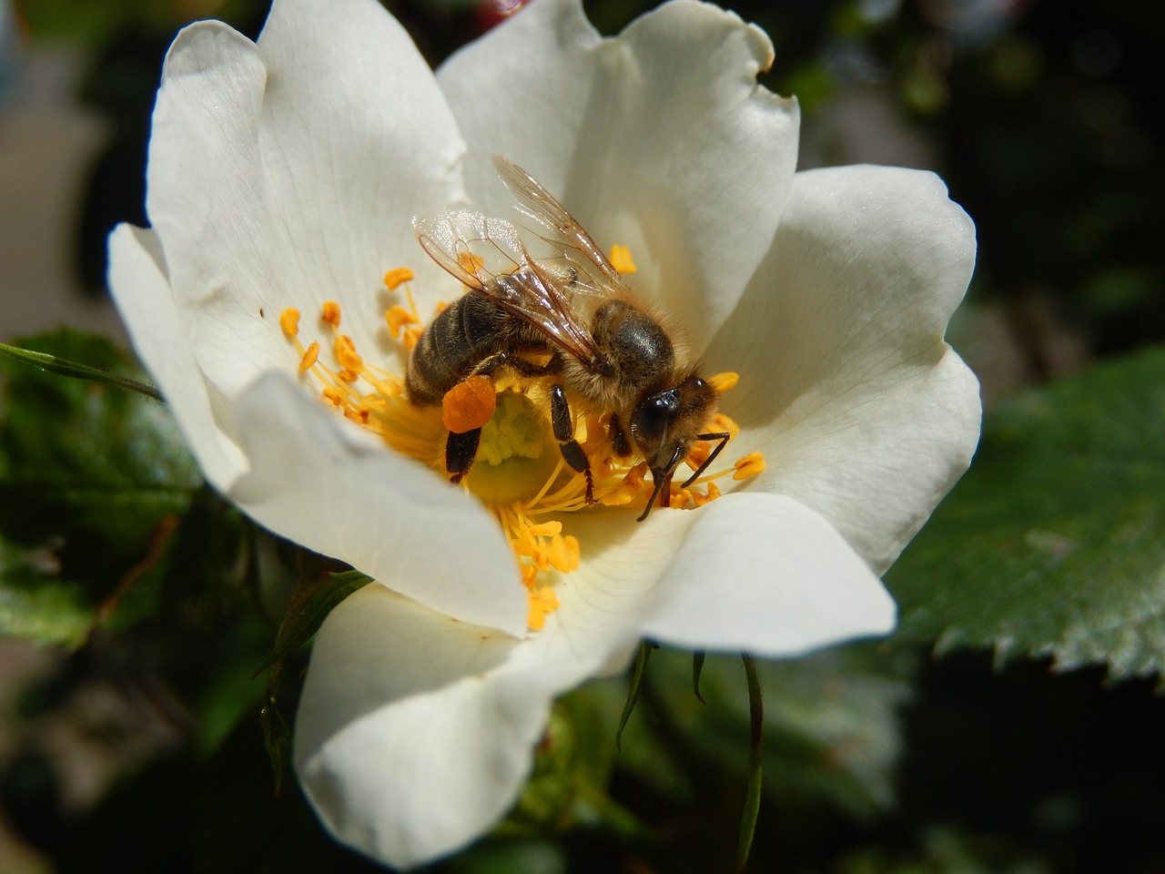 bee flower insect free photo