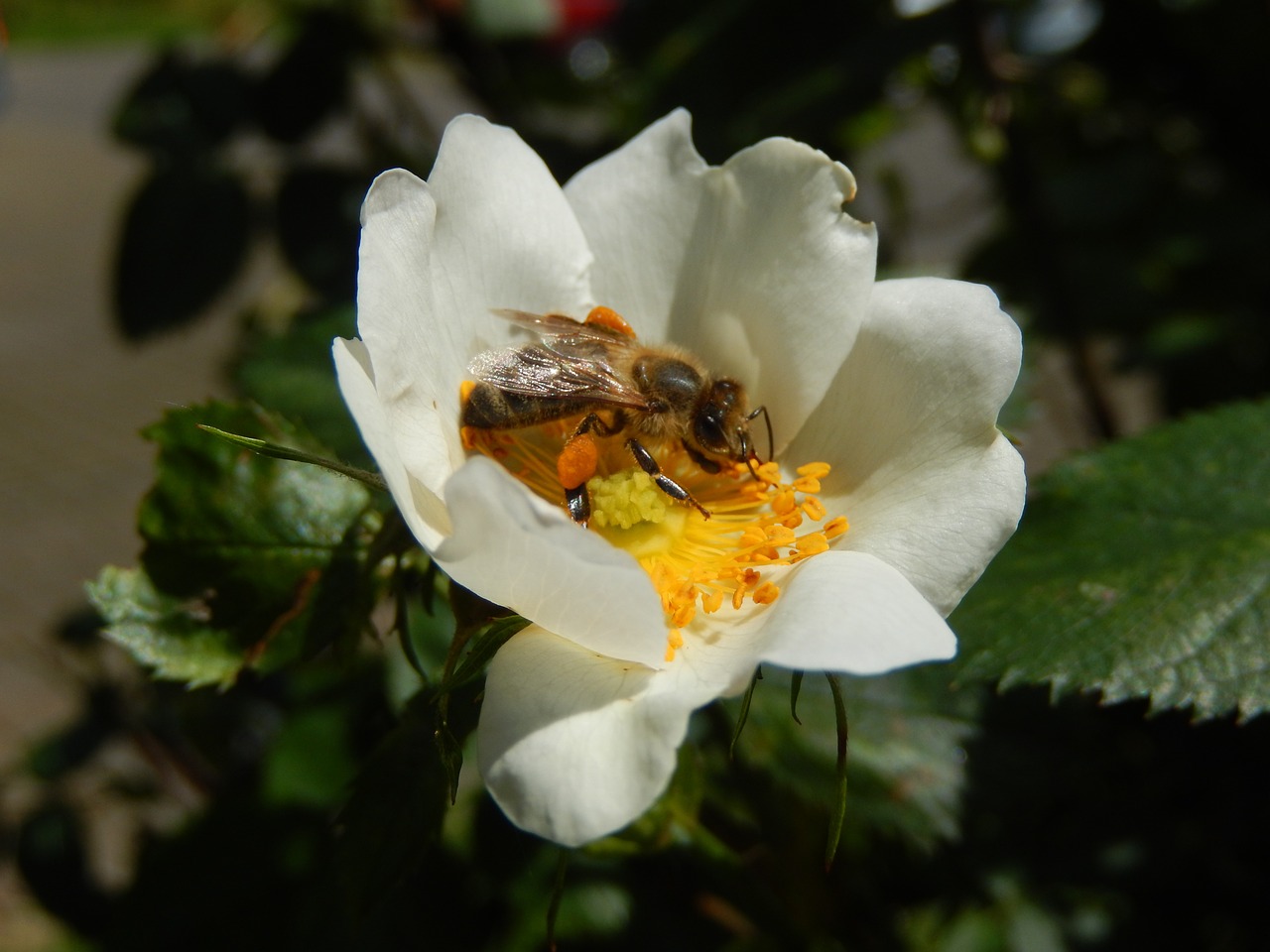 bee flower insect free photo