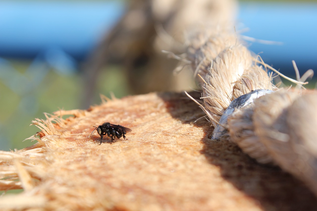 bee insect macro free photo