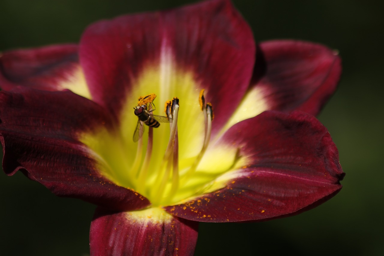 bee pollen flower free photo