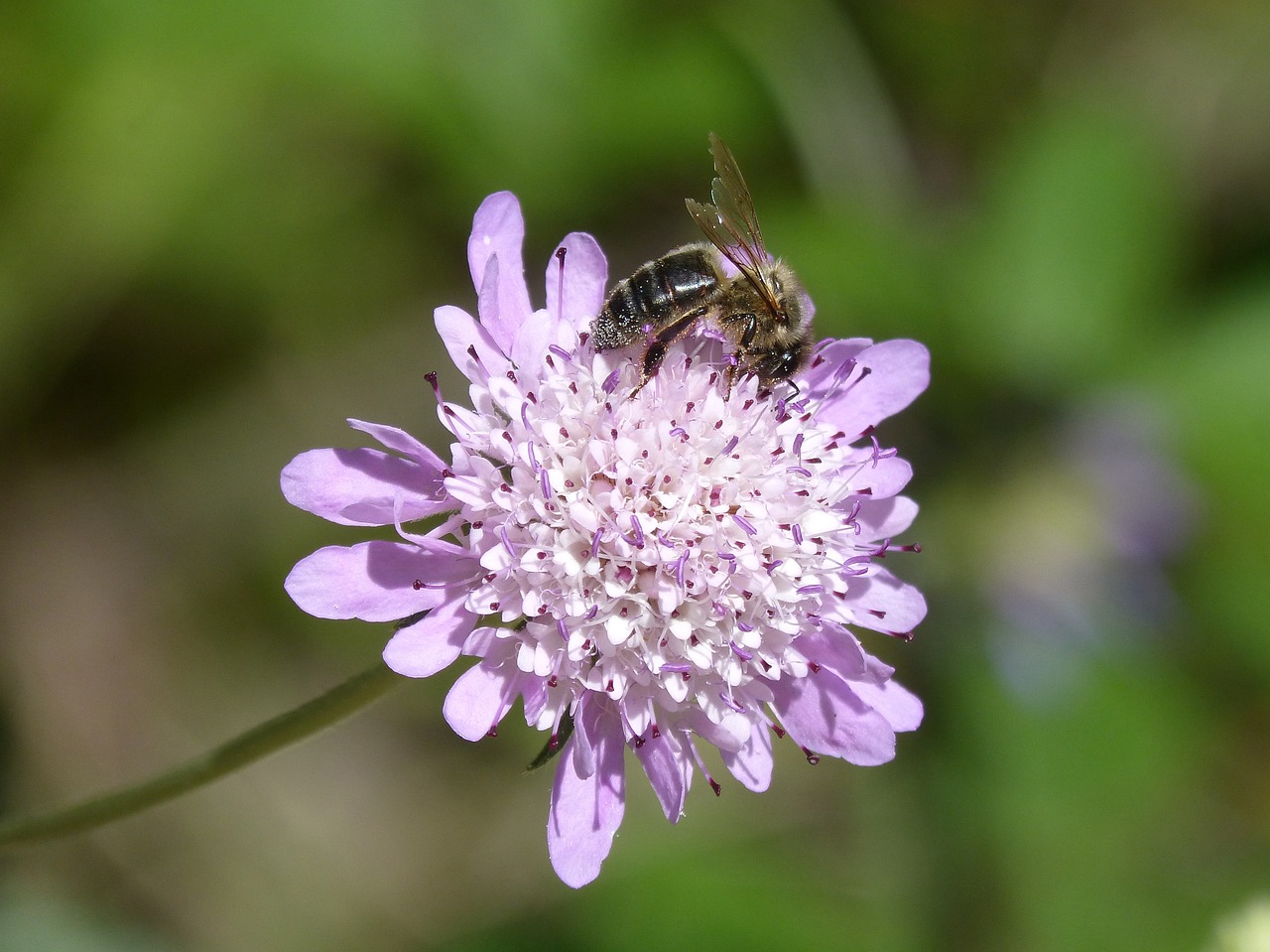 bee libar pollen free photo