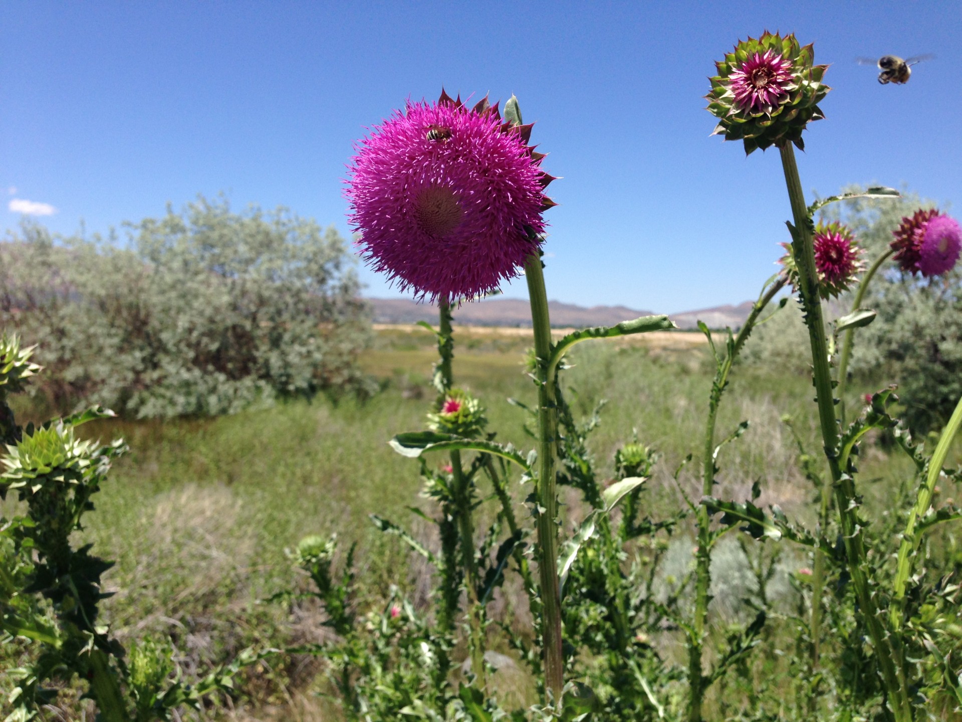 bee nature thistle free photo